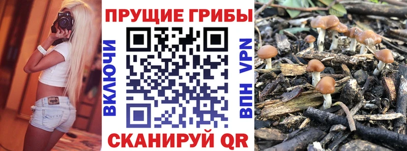 купить наркоту  Волжск  Псилоцибиновые грибы Psilocybe 